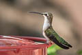 Black-chinned Hummingbird Archilochus alexandri