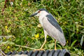 Black-crowned Night Heron Nycticorax nycticorax hoactli