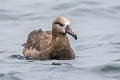 Black-footed Albatross Phoebastria nigripes