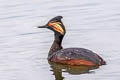 Black-necked Grebe Podiceps nigricollis californicus 