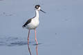 Black-necked Stilt Himantopus mexicanus mexicanus