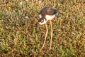 Black-necked Stilt Himantopus mexicanus mexicanus