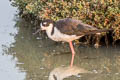 Black-necked Stilt Himantopus mexicanus mexicanus