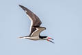 Black Skimmer Rynchops niger niger