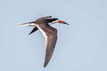 Black Skimmer Rynchops niger niger