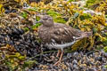 Black Turnstone Arenaria melanocephala