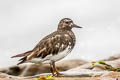 Black Turnstone Arenaria melanocephala