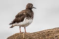 Black Turnstone Arenaria melanocephala