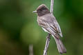 Black Phoebe Sayornis nigricans semiater