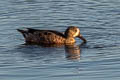 Blue-winged Teal Spatula discors