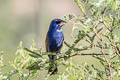 Blue Grosbeak Passerina caerulea salicaria 