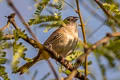 Botteri's Sparrow Peucaea botterii arizonae