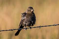 Brewer's Blackbird