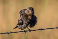 Brewer's Blackbird