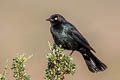 Brewer's Blackbird