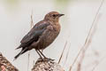 Brewer's Blackbird