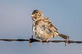 Brewer's Sparrow Spizella breweri breweri