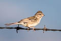 Brewer's Sparrow Spizella breweri breweri