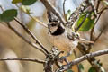 Bridled Titmouse Baeolophus wollweberi phillipsi