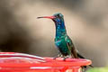 Black-chinned Hummingbird Archilochus alexandri