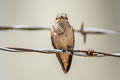 Broad-tailed Hummingbird Selasphorus platycercus (Broad-tailed Woodstar)