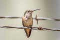 Broad-tailed Hummingbird Selasphorus platycercus (Broad-tailed Woodstar)