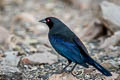 Bronzed Cowbird Molothrus aeneus loyei (Red-eyed Cowbird)