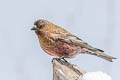 Brown-capped Rosy Finch Leucosticte australis