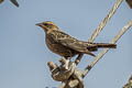 Brown-headed Cowbird Molothrus ater obscurus 