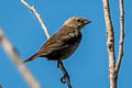 Brown-headed Cowbird Molothrus ater obscurus 