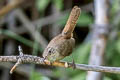 Brown-throated Wren Troglodytes aedon brunneicolis