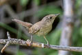 Brown-throated Wren Troglodytes aedon brunneicolis