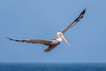 Brown Pelican Pelecanus occidentalis californicus