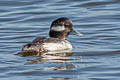 Bufflehead Bucephala albeola