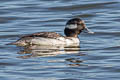 Bufflehead Bucephala albeola