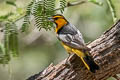 Bullock's Oriole Icterus bullockii