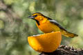 Bullock's Oriole Icterus bullockii