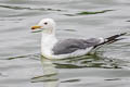 California Gull Larus californicus californicus