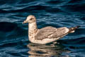 California Gull Larus californicus californicus