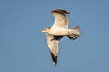 California Gull Larus californicus californicus