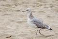 California Gull Larus californicus californicus