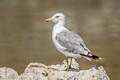 California Gull Larus californicus californicus