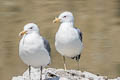 California Gull Larus californicus californicus