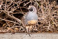 California Quail Callipepla californica brunnescens