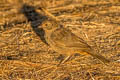 California Towhee Melozone crissalis petulans