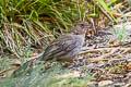 California Towhee Melozone crissalis petulans