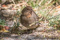 California Towhee Melozone crissalis petulans