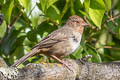 California Towhee Melozone crissalis petulans