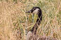 Canada Goose Branta canadensis moffitti