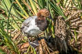 Canvasback Aythya valisineria